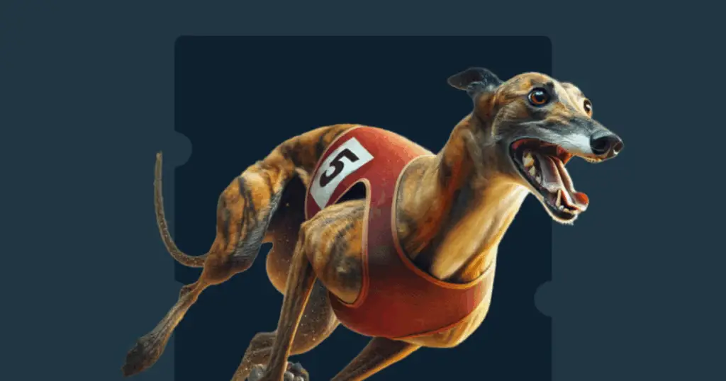 מדריך Stake להימורים על מרוצי כלבים